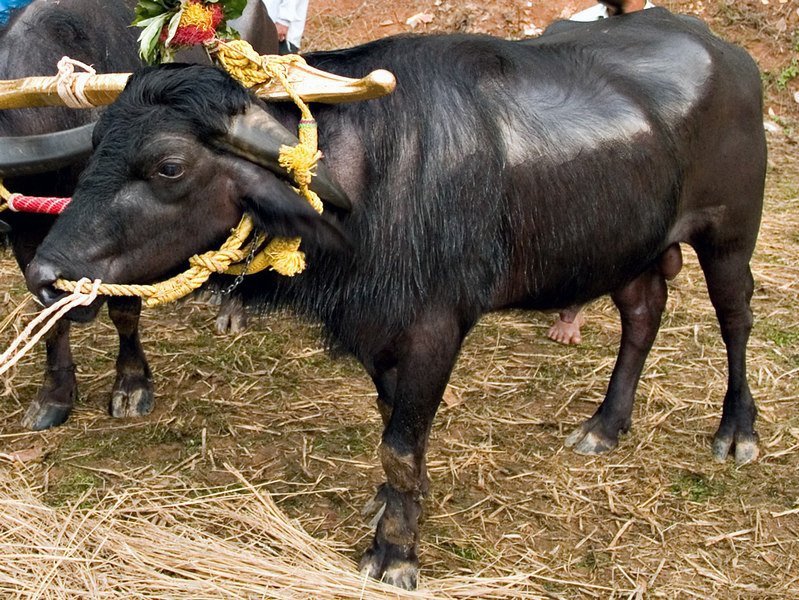 Kambala Buffalo Owner Targeted in Brutal Robbery Attempt in Mulki, Sparks Public Outrage